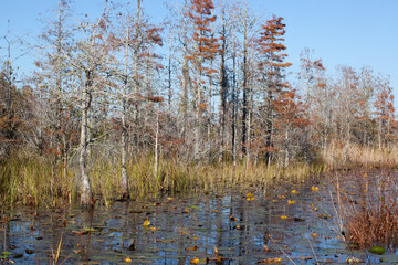 Fototapeta premium Trees being reflected in a swamp