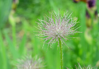 A beautiful spring flower Pulsatilla patens, Eastern pasqueflower, cutleaf anemone or prairie crocus after a flowering period with a fluffy seed head.