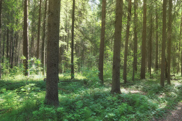 Spring forest. Sunny day in the fir forest.Soft focus.
