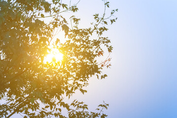 evening sun push through the tree branch on blue sky background, natural summer sunset background