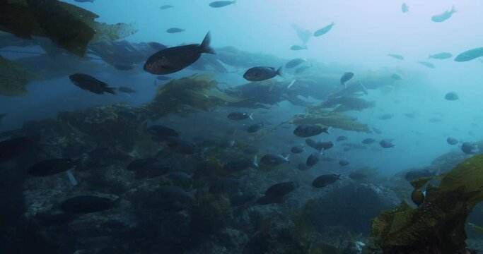  Sea lion buzzes blacksmith fish in kelp reef.