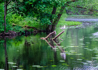 Seagull resting on a dead tree branch in a lake near gothenburg Sweden