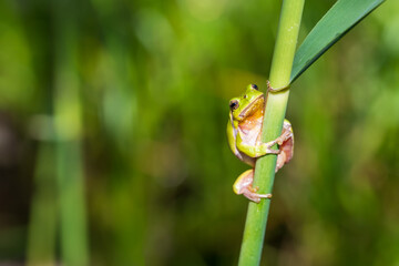 Hyla arborea - Green tree frog on a stalk. The background is green. The photo has a nice bokeh.