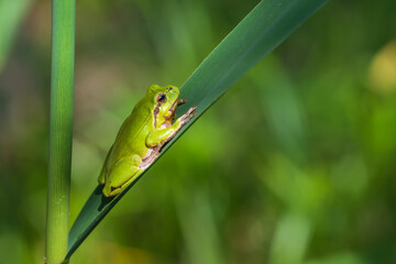 Hyla arborea - Green tree frog on a stalk. The background is green. The photo has a nice bokeh.