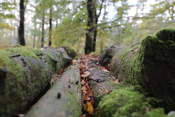 lake district fallen trees