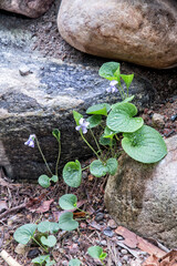 Blooming marsh violet. Plants of Karelia. Russia