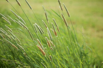 Bent grasses  flowers Alopecurus wild meadow plants in summer. Abstract fresh wild grass flowers, foxtail grass.