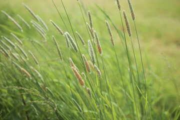 Bent grasses  flowers Alopecurus wild meadow plants in summer. Abstract fresh wild grass flowers, foxtail grass.