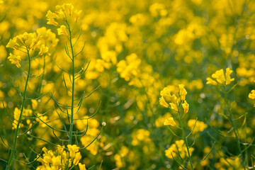 Obraz premium Close-up shot of rapeseed flowers in the field. Beautiful yellow-blooming oil flowers