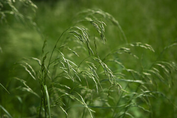 Green bent grasses flowers wild meadow plants in summer. Abstract fresh wild grass flowers, herbs.