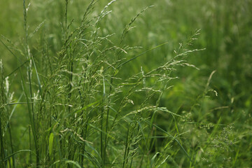 Green bent grasses flowers wild meadow plants in summer. Abstract fresh wild grass flowers, herbs.