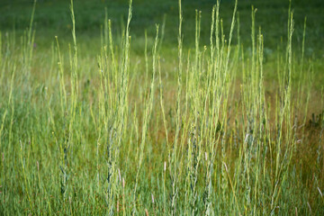 Arabis glabra, commonly known as tower rockcress  or tower mustard. Wild plant in the meadow in early summer