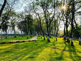 trees in the park