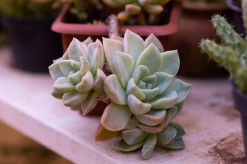 Blooming succulent plant in close up