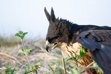close up of a rufous bellied eagle