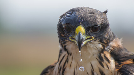 close up of a rufous bellied eagle