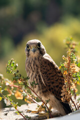 Portrair cernicalo. Common kestrel.