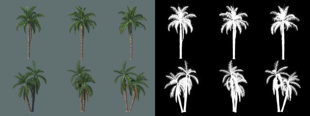 various types of palm
