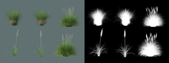 various types of grass
