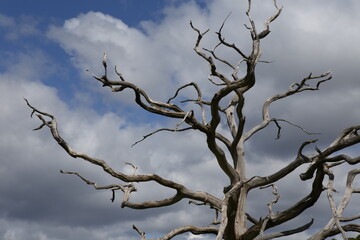 Fototapeta na wymiar dead tree against sky