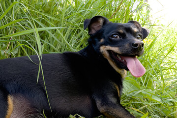 A funny little black dog is lying on the grass