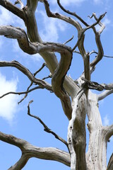 dead tree of the sky