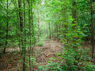 Ein schöner kleiner deutscher Wald