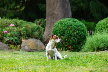 Adult male jack russell terrier dog sitting on a grass in a garden in spring