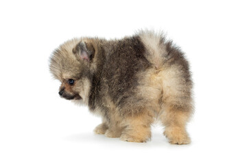 Small Pomeranian puppy, rear view