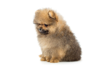 Small Pomeranian puppy side view