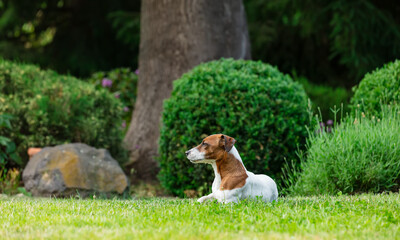 Naklejka na ściany i meble Adult male jack russell terrier dog sitting on a grass in a garden in spring