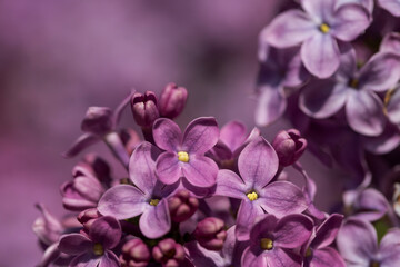 Obraz premium Lilac flower pink spring background. Beautiful spring background.