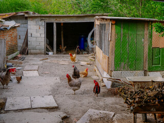 H&uuml;hner direkt beim Nachbarn im Hof