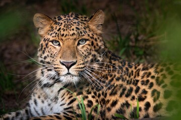 Amur leopard, Panthera pardus orientalis, portrait of a large feline beast - obrazy, fototapety, plakaty