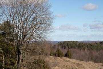 tree in the field