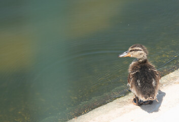 Cría de pato en un estanque 