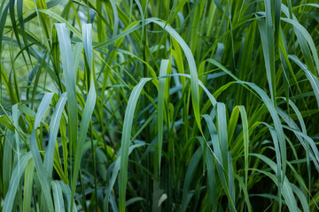 green long grass close up in the afternoon of summer. High quality photo