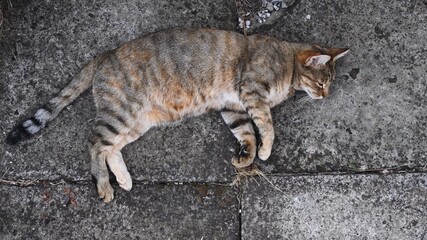 Tabby cat naps on ground. Cute fluffy cat purrs sleeping. Top view of young pet animal with rough...