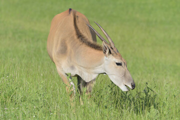 Naklejka na ściany i meble Beautiful eland antelope eating grass. 