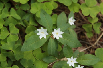 Siódmaczek leśny, Trientalis europaea, Lysimachia europaea, chickweed-wintergreen, arctic starflower