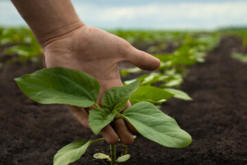 young farmer gently touching sunflower plant in the field