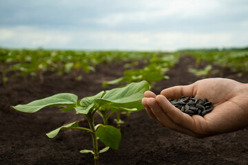 sunflower seeds in a farmer's hand in a field with growing sunflowers