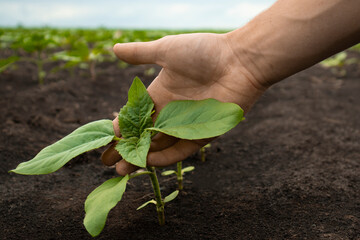 young farmer gently touching sunflower plant in the field