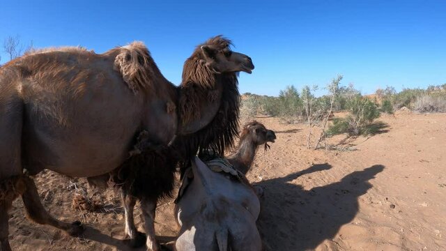 Camels in the Kyzylkum desert of Navoi region of Uzbekistan