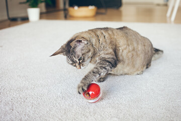 Curious Devon Rex cat is playing with special toy ball dispenser with snacks inside that slowly drops out when cat pushes it. Apartment interior, lifestyle photo, natural light