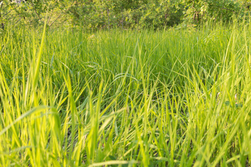 Beautiful view of fresh green grass field