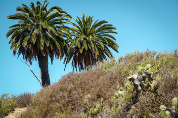 Palm trees and cactus on California hill in Bolsa Chica wetlands