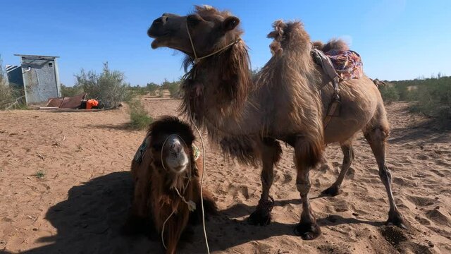 Camels in the Kyzylkum desert of Navoi region of Uzbekistan
