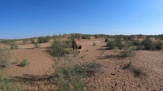 Camels in the Kyzylkum desert of Navoi region of Uzbekistan