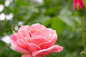 Pink rose of the variety Queen Elizabeth with a young shoot on a green background. Breeding and caring for flowers
